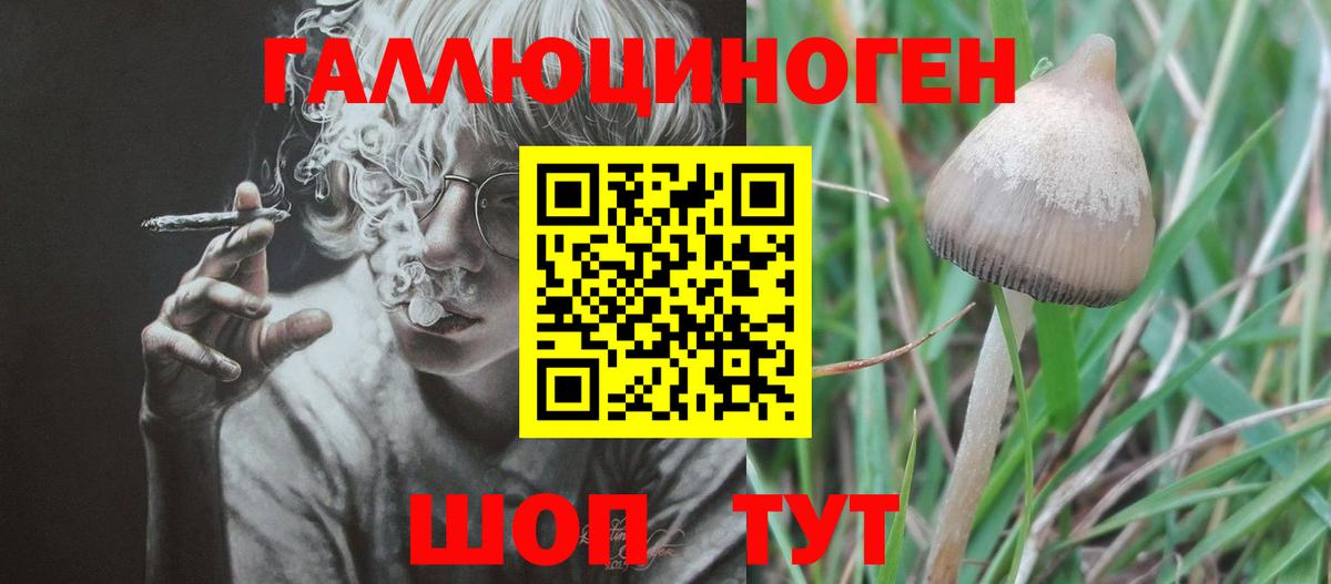 Галлюциногенные грибы Cubensis Елец